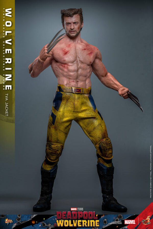 TVA (18) Hot Toys Deadpool and Wolverine - Wolverine TVA Jacket Version - Imagen 19