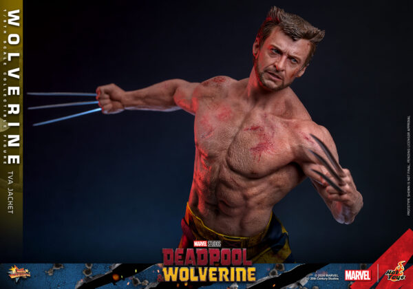 TVA (6) Hot Toys Deadpool and Wolverine - Wolverine TVA Jacket Version - Imagen 7